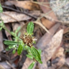 Euchiton sphaericus (star cudweed) at Tinderry, NSW - 29 May 2022 by NedJohnston