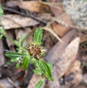 Euchiton sphaericus at Tinderry, NSW - 29 May 2022