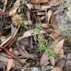 Euchiton sphaericus at Tinderry, NSW - 29 May 2022