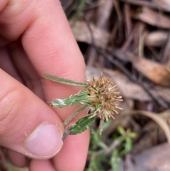 Euchiton sphaericus at Tinderry, NSW - 29 May 2022 11:26 AM