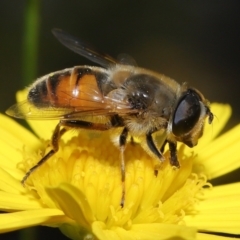 Eristalis tenax (Drone fly) at Evatt, ACT - 14 Apr 2022 by TimL