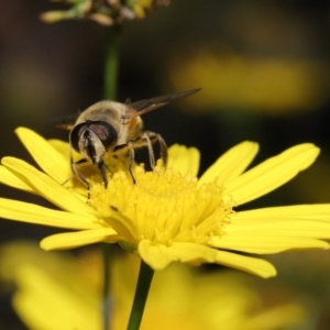 Eristalis tenax at Evatt, ACT - 14 Apr 2022