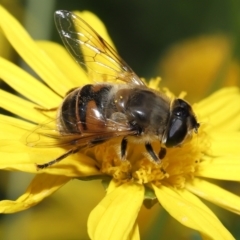 Eristalis tenax at Evatt, ACT - 14 Apr 2022