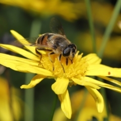 Eristalis tenax at Evatt, ACT - 14 Apr 2022