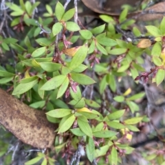 Leucopogon gelidus at Tinderry, NSW - 29 May 2022 by Ned_Johnston