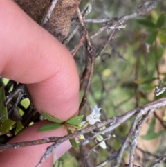 Leucopogon gelidus at Tinderry, NSW - 29 May 2022 11:15 AM