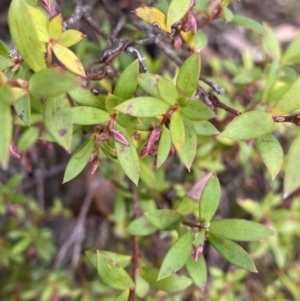 Leucopogon gelidus at Tinderry, NSW - 29 May 2022 11:15 AM