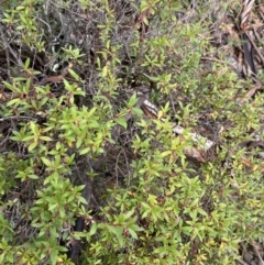 Leucopogon gelidus at Tinderry, NSW - 29 May 2022 11:15 AM