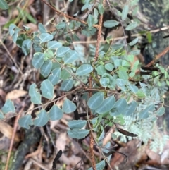 Indigofera australis subsp. australis (Australian Indigo) at Tinderry, NSW - 29 May 2022 by NedJohnston