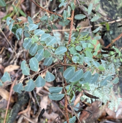 Indigofera australis subsp. australis (Australian Indigo) at Tinderry Nature Reserve - 29 May 2022 by Ned_Johnston