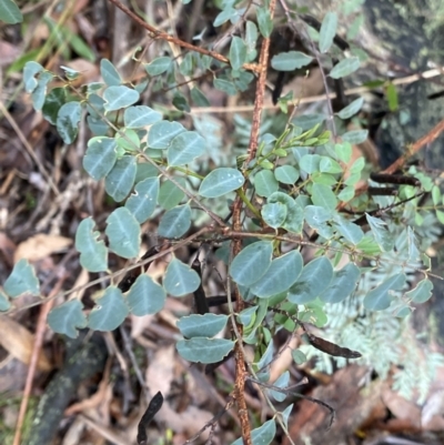 Indigofera australis subsp. australis (Australian Indigo) at Tinderry, NSW - 29 May 2022 by NedJohnston