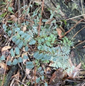Indigofera australis subsp. australis at Tinderry, NSW - 29 May 2022