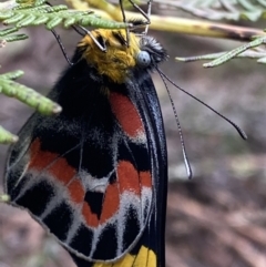 Delias harpalyce (Imperial Jezebel) at Tinderry, NSW - 29 May 2022 by NedJohnston