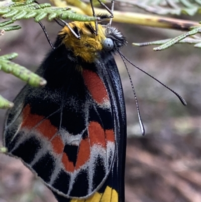Delias harpalyce (Imperial Jezebel) at Tinderry, NSW - 29 May 2022 by NedJohnston