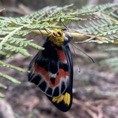 Delias harpalyce at Tinderry, NSW - 29 May 2022