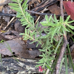 Grevillea lanigera at Tinderry, NSW - 29 May 2022