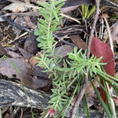 Grevillea lanigera at Tinderry, NSW - 29 May 2022