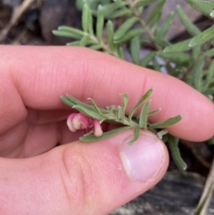 Grevillea lanigera at Tinderry, NSW - 29 May 2022