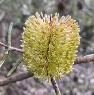 Banksia marginata (Silver Banksia) at Tinderry, NSW - 29 May 2022 by NedJohnston