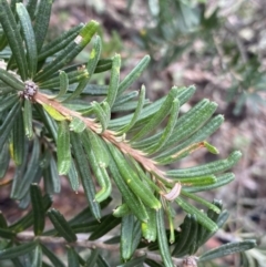 Banksia marginata at Tinderry, NSW - 29 May 2022