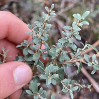 Leptospermum myrtifolium (Myrtle Teatree) at Tinderry Nature Reserve - 28 May 2022 by Ned_Johnston