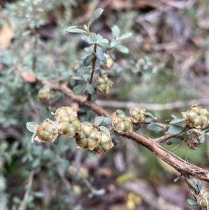 Leptospermum myrtifolium at Tinderry, NSW - 29 May 2022
