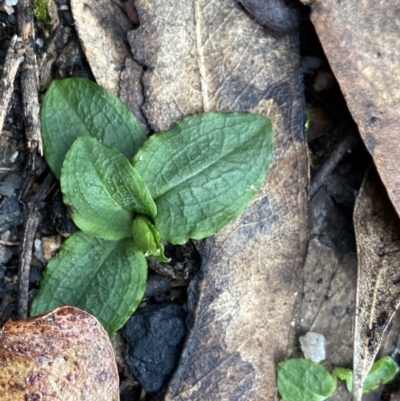 Pterostylis sp. (A Greenhood) at Tinderry, NSW - 29 May 2022 by NedJohnston