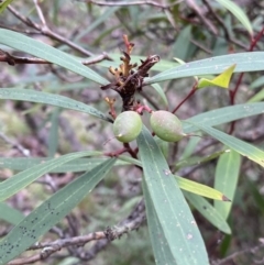 Tasmannia lanceolata (Mountain Pepper) at Tinderry Nature Reserve - 28 May 2022 by Ned_Johnston