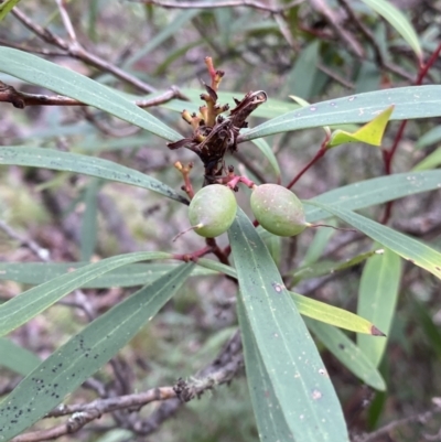 Tasmannia lanceolata (Mountain Pepper) at Tinderry Nature Reserve - 28 May 2022 by Ned_Johnston