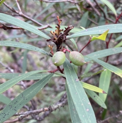 Tasmannia lanceolata (Mountain Pepper) at Tinderry, NSW - 29 May 2022 by NedJohnston