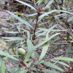 Tasmannia lanceolata at Tinderry, NSW - 29 May 2022