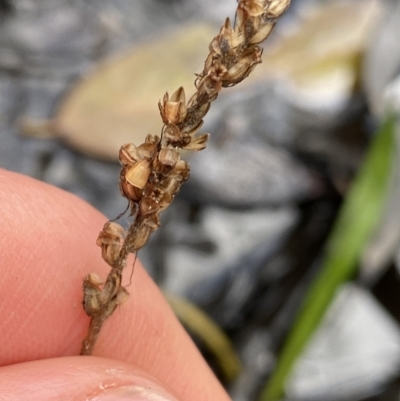 Plantago sp. (Plantain) at Tinderry, NSW - 28 May 2022 by Ned_Johnston