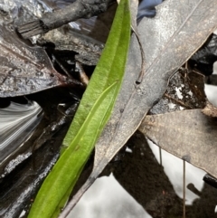 Plantago sp. at Tinderry, NSW - 29 May 2022