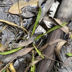 Plantago sp. at Tinderry, NSW - 29 May 2022