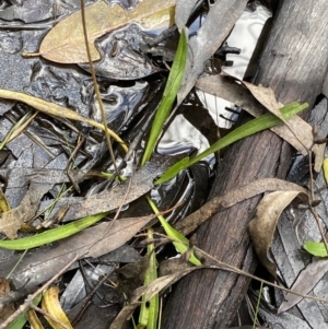 Plantago sp. at Tinderry, NSW - 29 May 2022