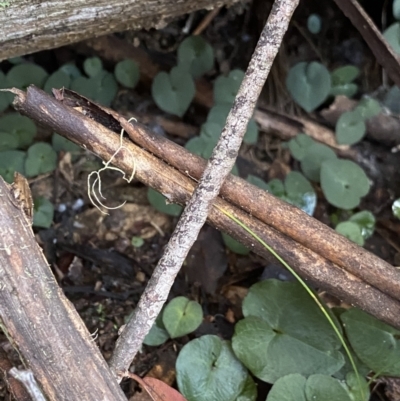 Acianthus sp. (Mayflower Orchid) at Tinderry, NSW - 29 May 2022 by NedJohnston