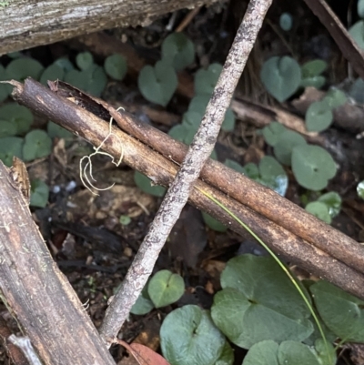 Acianthus sp. (Mayflower Orchid) at Tinderry, NSW - 28 May 2022 by Ned_Johnston