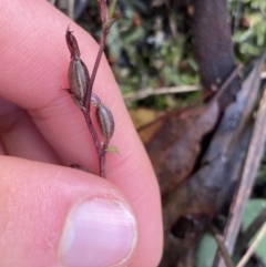 Acianthus sp. at Tinderry, NSW - 29 May 2022