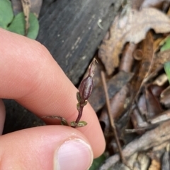 Acianthus sp. at Tinderry, NSW - 29 May 2022