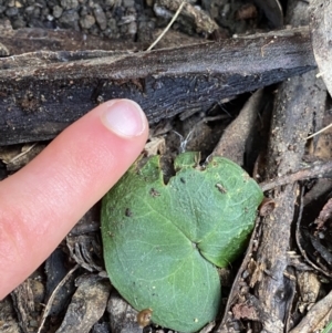 Acianthus sp. at Tinderry, NSW - suppressed