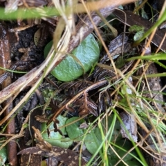 Corysanthes sp. at suppressed - suppressed