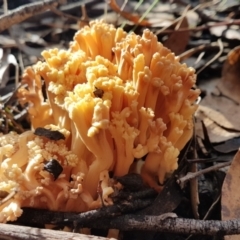 Ramaria sp. (TBC) at Penrose, NSW - 25 May 2022 by Aussiegall