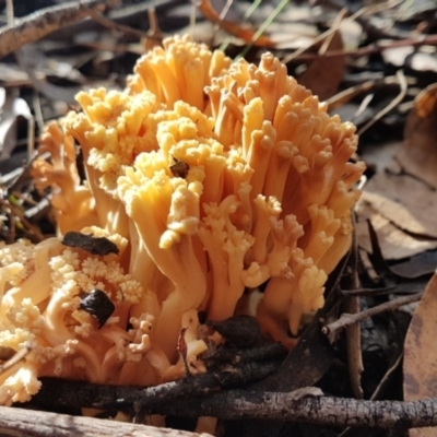 Ramaria sp. at Penrose - 25 May 2022 by Aussiegall
