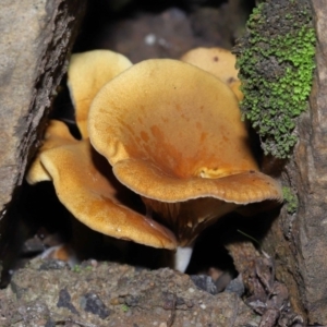 Austropaxillus sp. at Acton, ACT - 27 May 2022