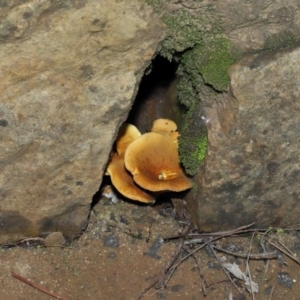 Austropaxillus sp. at Acton, ACT - 27 May 2022