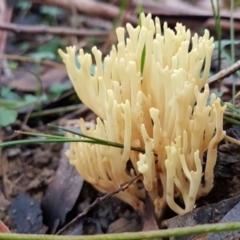 Ramaria sp. (genus) (A Coral fungus) at Penrose, NSW - 25 May 2022 by Aussiegall
