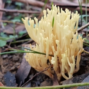 Ramaria sp. (TBC) at suppressed by Aussiegall