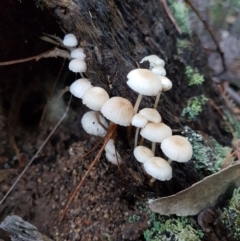 Mycena sp. at Penrose - 29 Apr 2022 by Aussiegall