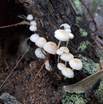 Mycena sp. at Penrose - 29 Apr 2022 by Aussiegall