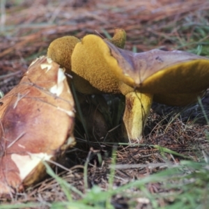 Suillus sp. at Yarralumla, ACT - 16 May 2022